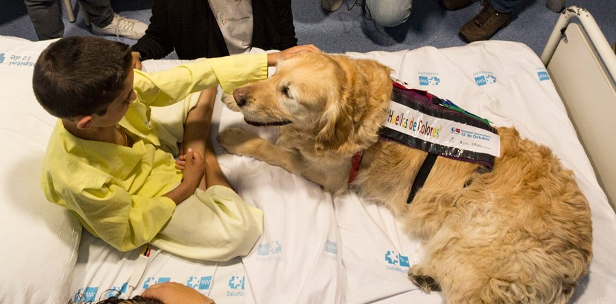El Hospital 12 de Octubre pionero en aliviar el dolor de los niños ingresados con perros