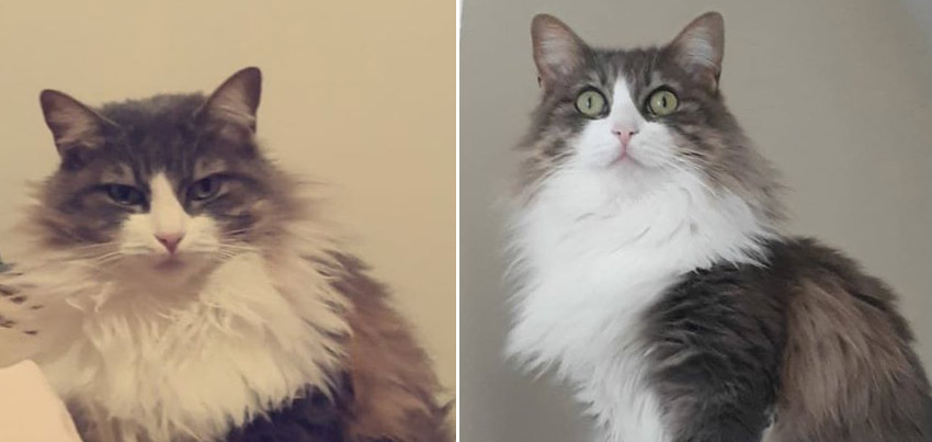 gato perdido villaviciosa