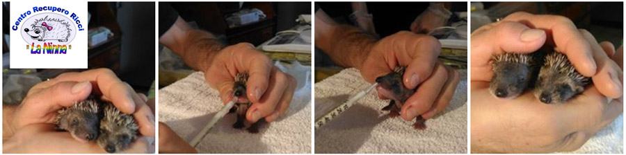 asociacion erizo italia