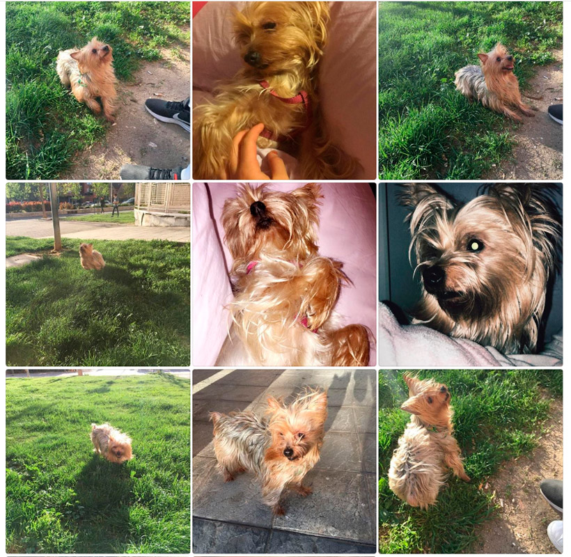 perrita robada en fuenlabrada loranca