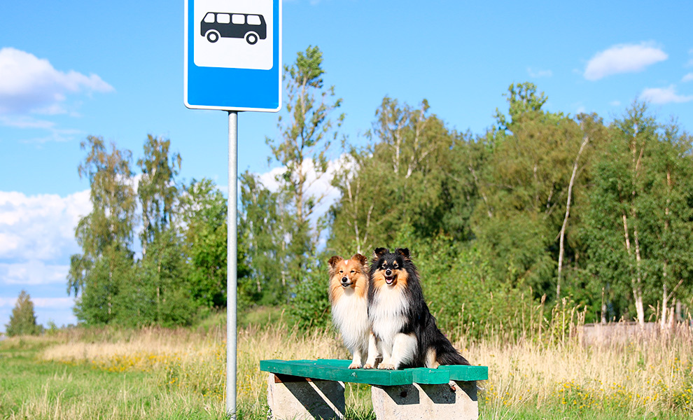 perros en autobus