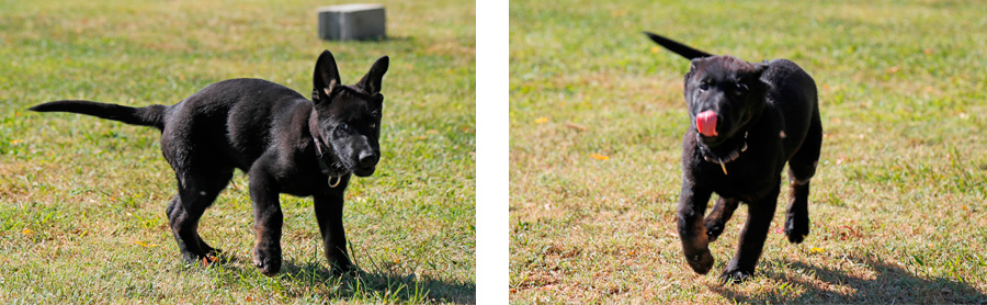 cachorros unidad canina de la policia de mostoles