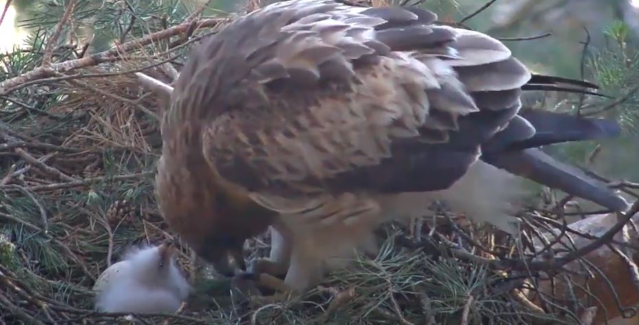 Aguila de la Calzada Aguila de la Calzada