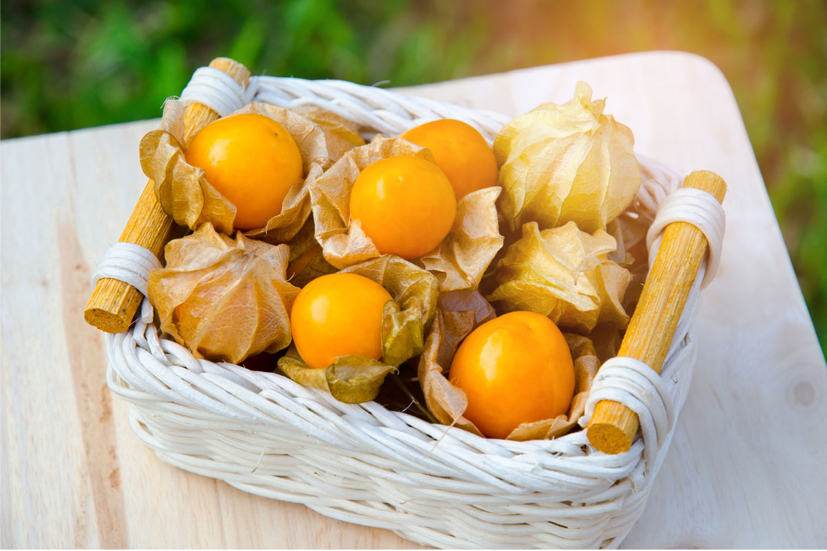 Alquejenje Alquejenje