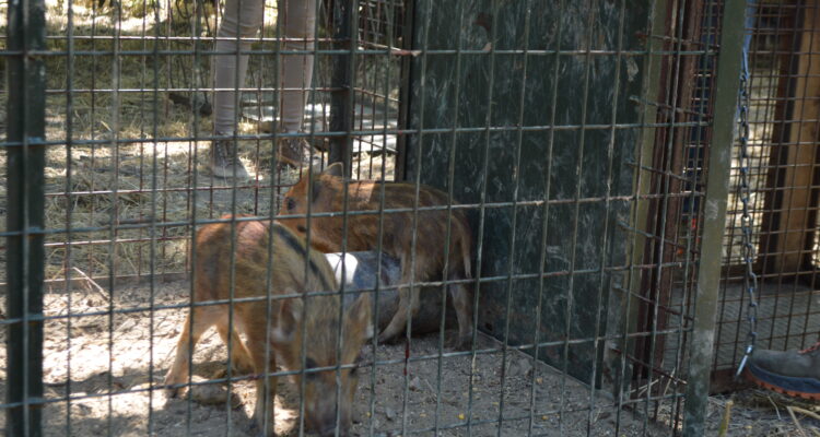 Cría Jabalíes capturados Cría Jabalíes capturados