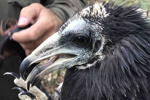 Pollo de alimoche capturado en Galicia para colocarle un emisor GPS