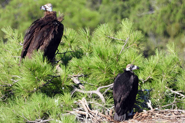 Buitre negro adulto y su pollo en la colonia de Boumort, en el Pirineo catalán