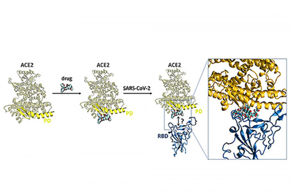 Modelos moleculares implicados en el mecanismo de entrada del SARS-CoV-2 en el cuerpo humano, a través del reconocimiento de la enzima humana ACE2 por parte del dominio RBD de la proteína espiga viral. Imagen: UAH.es