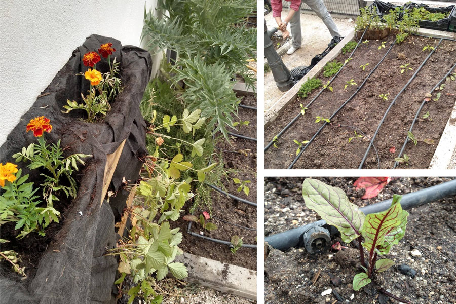 huerto urbano La gasolinera madrid