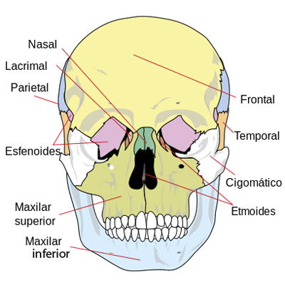 Cómo Hacer MEWING CORRECTAMENTE (En SÓLO 5 PASOS) 