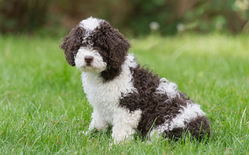 perro de agua español