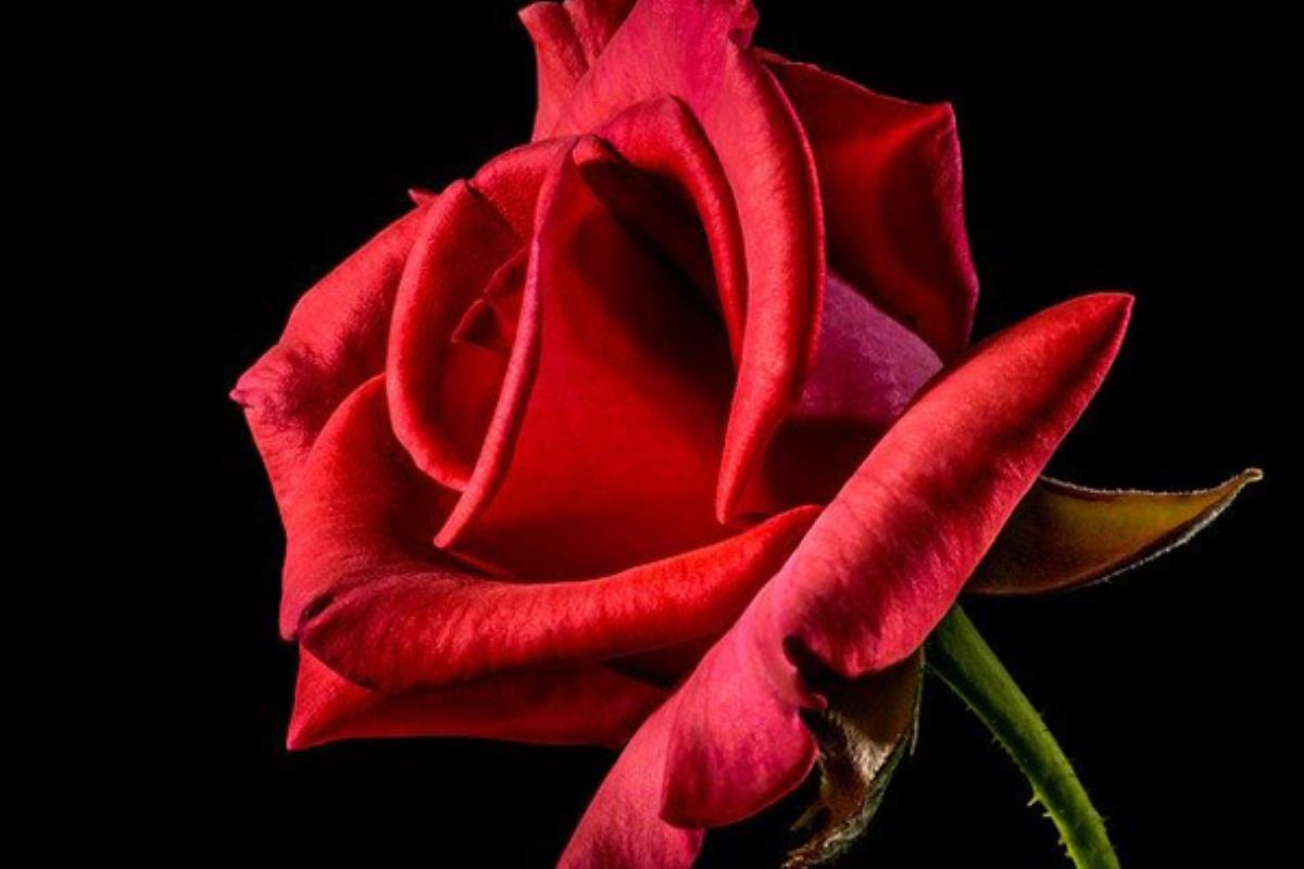 Esta versión de teatro musical llega el lunes a las 18:00 horas