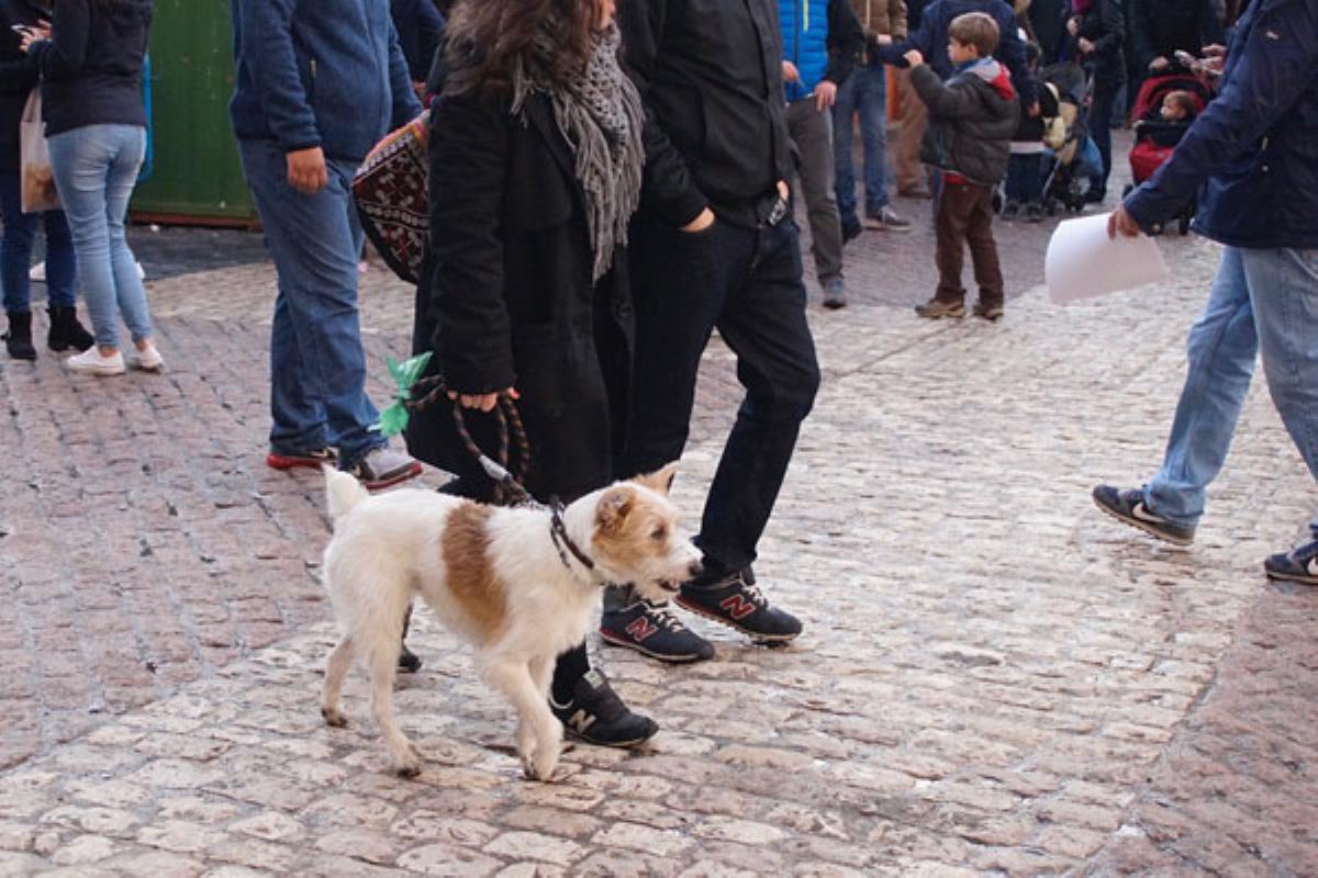 Multas de hasta 600 euros en Coslada por no recoger los excrementos de tu mascota o llevarla sin seguridad
