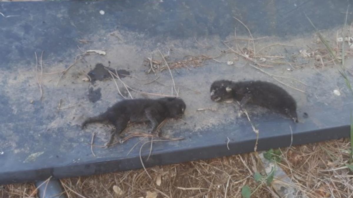 Algunos de los felinos presentaban rigor mortis