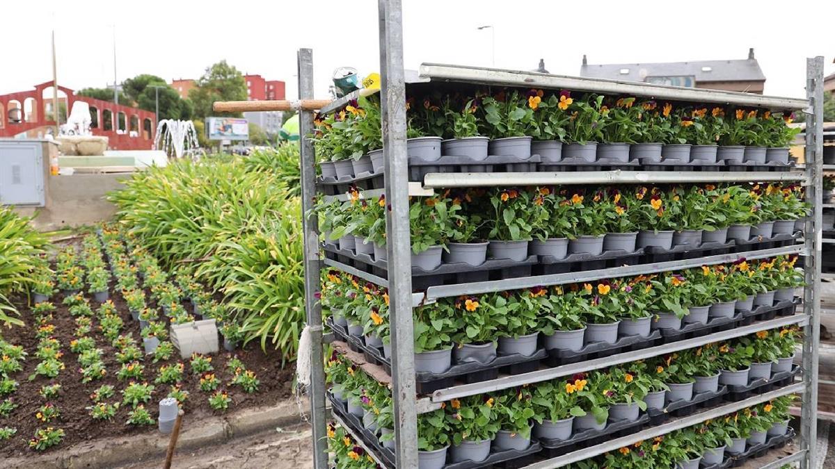 Las especies son resistentes y renovaran los espacios verdes del municipio