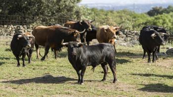 El Consejo de Gobierno ha aprobado hoy 3 millones de euros para el apoyo a la ganadería brava de la región