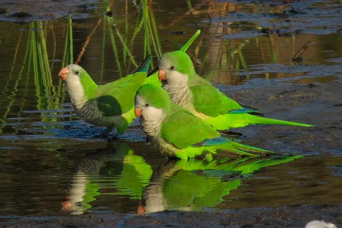 El coste estimado por cotorra ha pasado de unos 9 euros, a más de 272 desde que se anunció la medida