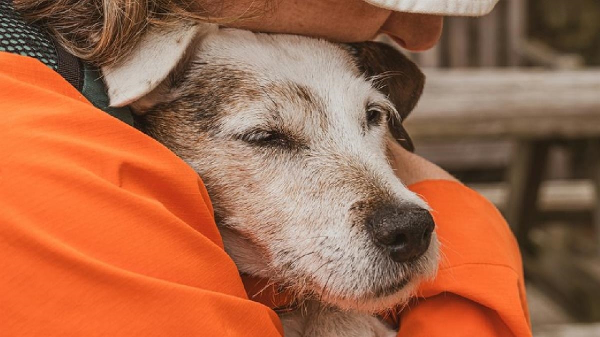Más de 40 mascotas adoptadas en el Centro de Protección Animal de Parla durante los seis primeros meses de 2026