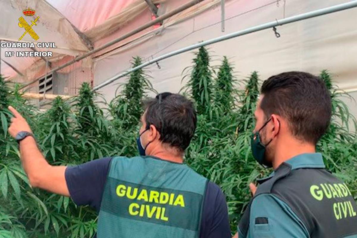Los detenidos albergaban 280 kilos de marihuana en sus casas