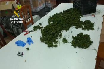 Un entramado empresarial logró sembrar cientos de hectáreas de marihuana ilegal como si fuese CBD