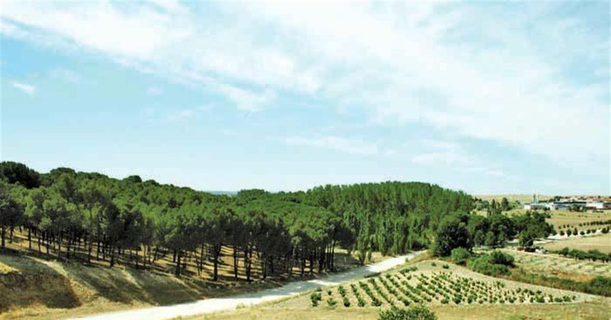 El objetivo es la plantación y recuperación de la zona