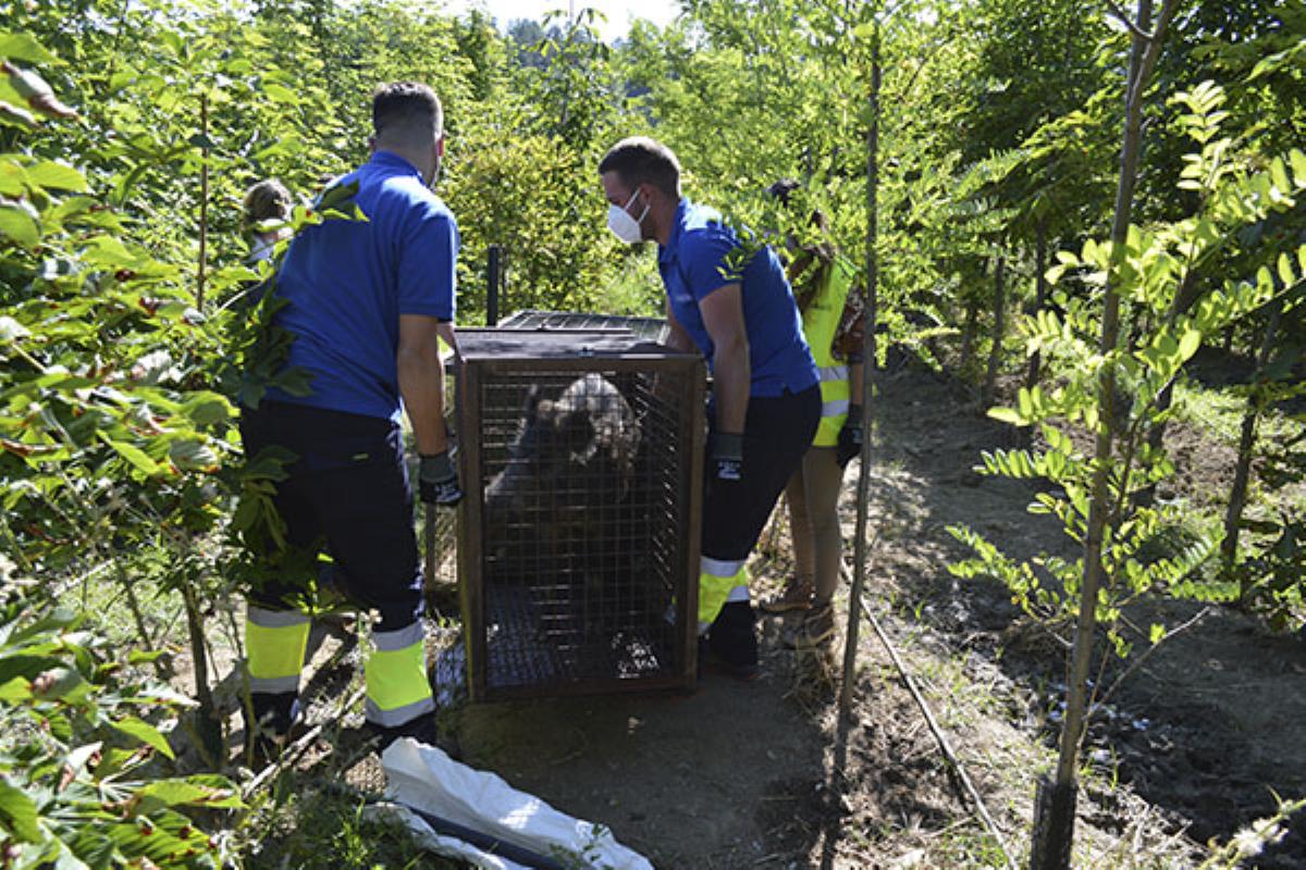 Tres trampas-jaula intentan que estos animales no lleguen a la ciudad