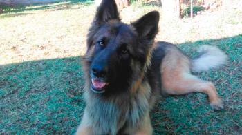 Tan importante es hacernos entender como entenderlos nosotros