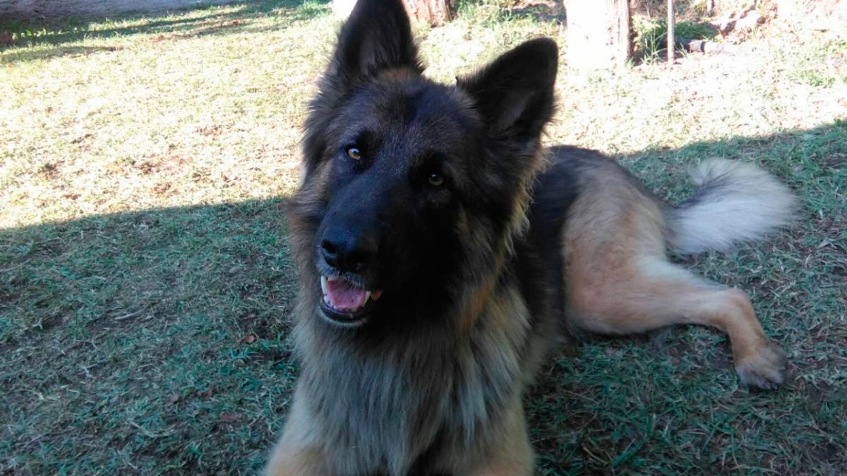 Cada vez tenemos más animales de compañía, pero ¿los entendemos cuando ladran?