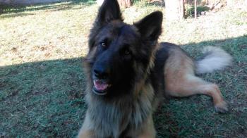 Cada vez tenemos más animales de compañía, pero ¿los entendemos cuando ladran?