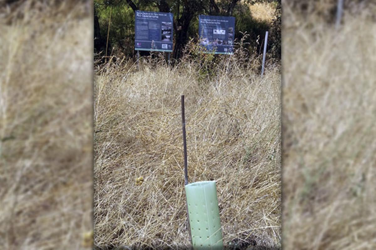 Ecologistas en Acción indica que se han plantado fuera de época óptima y que les falta riego