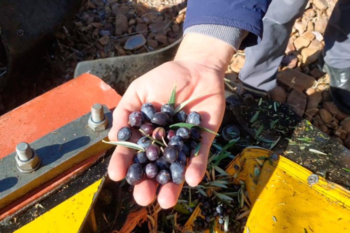 La asociación y la finca La Pontezuela colaboran para poder dar este servicio
