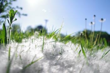 La Comunidad de Madrid nos alertará, hasta el 30 de junio, sobre la presencia de niveles altos de polen en la región