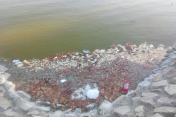 Han presentado un ruego para que se proceda a retirar, en el menor tiempo posible, las aves que mueren en el lago del Parque y sus áreas circunvecinas