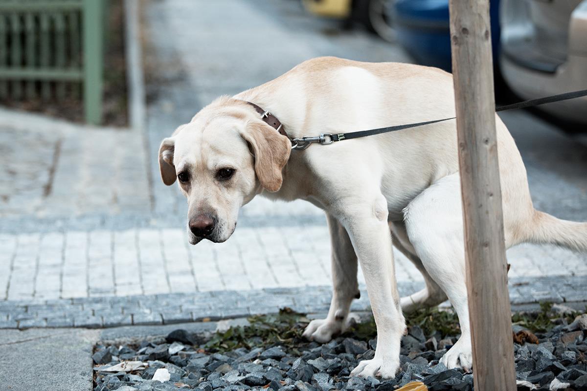 Además, todas las personas con perros de Alcalá, deberán censar a su perro mediante huella genética