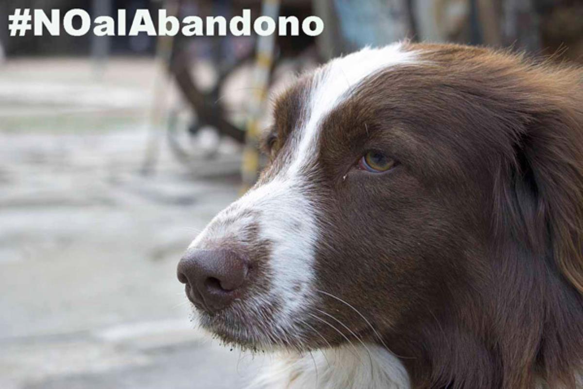 Desde el consistorio señalan la importancia de adoptar en lugar de comprar nuevas mascotas
