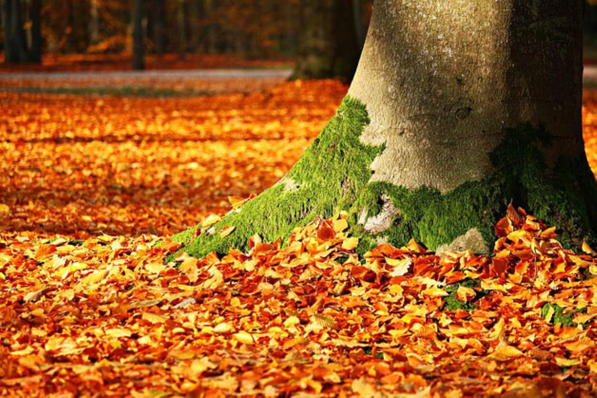 La acción ciudadana ha sido portagonista en varias actuaciones de voluntariado