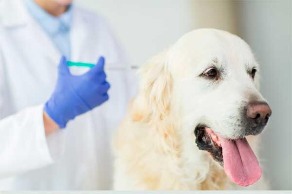 Nuestra ciudad lanza una campaña de vacunación antirrábica con especial atención en los perros