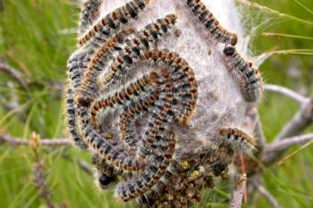 El Ayuntamiento de Alcalá comunica sus recomendaciones y controles de la oruga