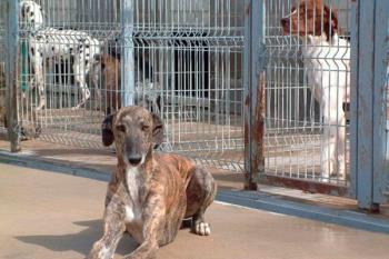 El consistorio se limitará a cerrar el expediente y rescindir el contrato