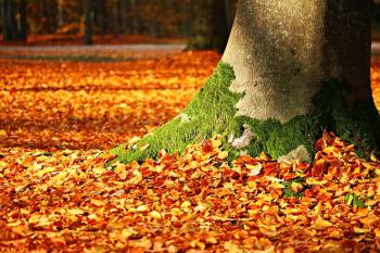 La acción ciudadana ha sido portagonista en varias actuaciones de voluntariado