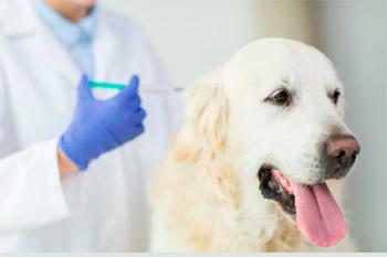 Nuestra ciudad lanza una campaña de vacunación antirrábica con especial atención en los perros