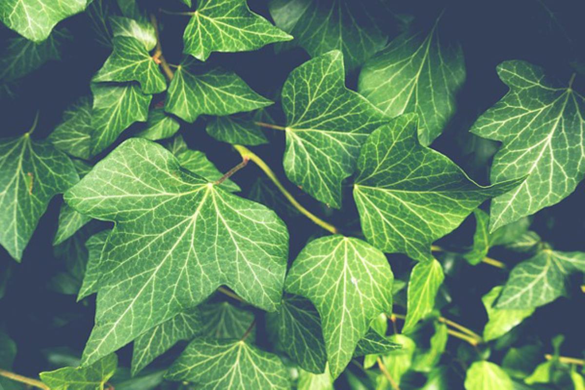 Las personas contratadas estaban inscritas en la Bolsa de Empleo Municipal