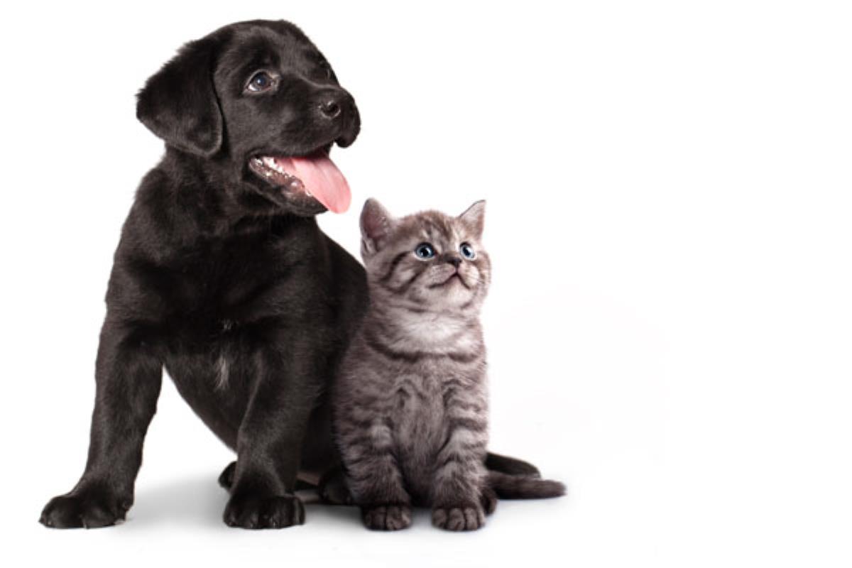 La cifra ha aumentado un 9% desde principio de año hasta el mes de julio  