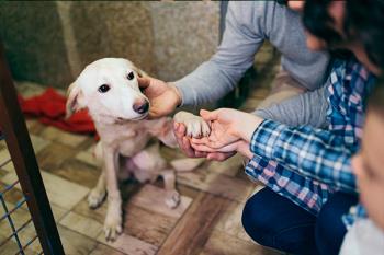 El Centro Integral de Protección Animal de Alcorcón ha registrado un aumento del 13,75 por ciento en las adopciones