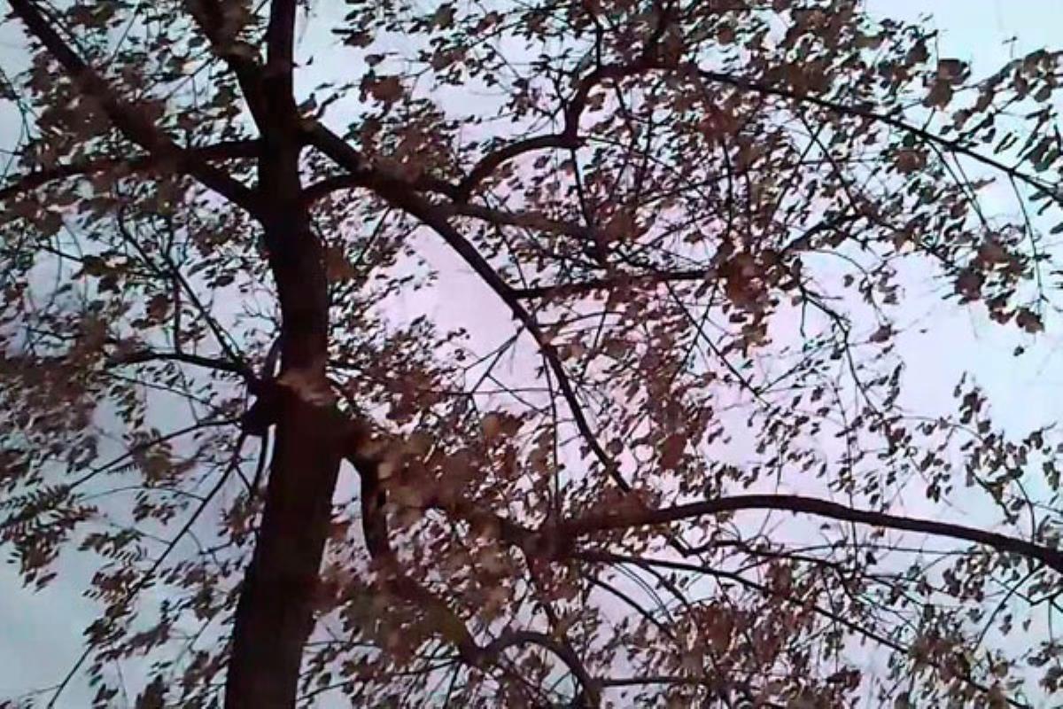 Se aconseja a los viandantes que extremen la precaución 
