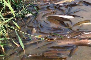 Se está investigando la causa de estos hechos 