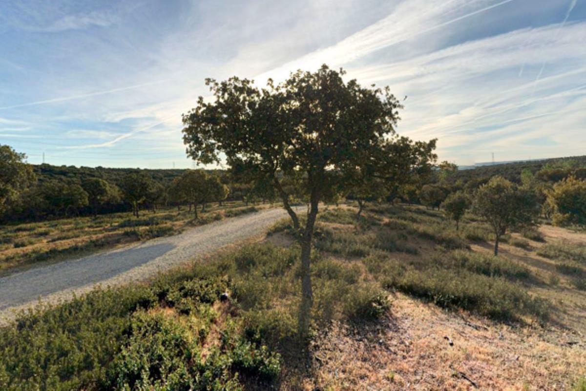 Los participantes recibirán pautas para identificar los ejemplares más característicos en un recorrido por el centro municipal, el 20 de mayo