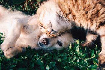 3 meses después de ser aprobada por el pleno gracias a la moción de Sí Se Puede y Ganemos