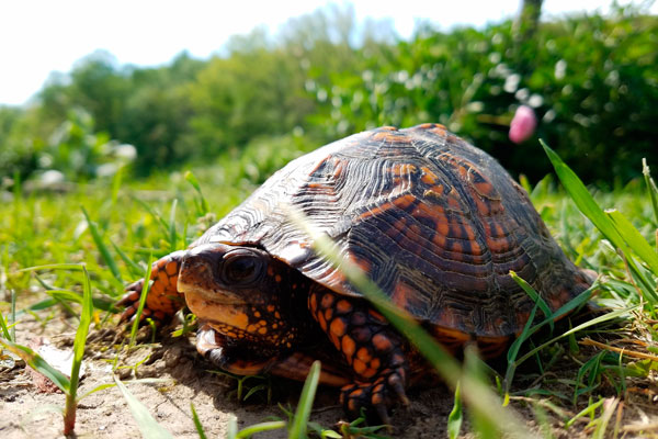 Esta pequeña mascota es ideal para dar el primer paso en el cuidado de los reptiles