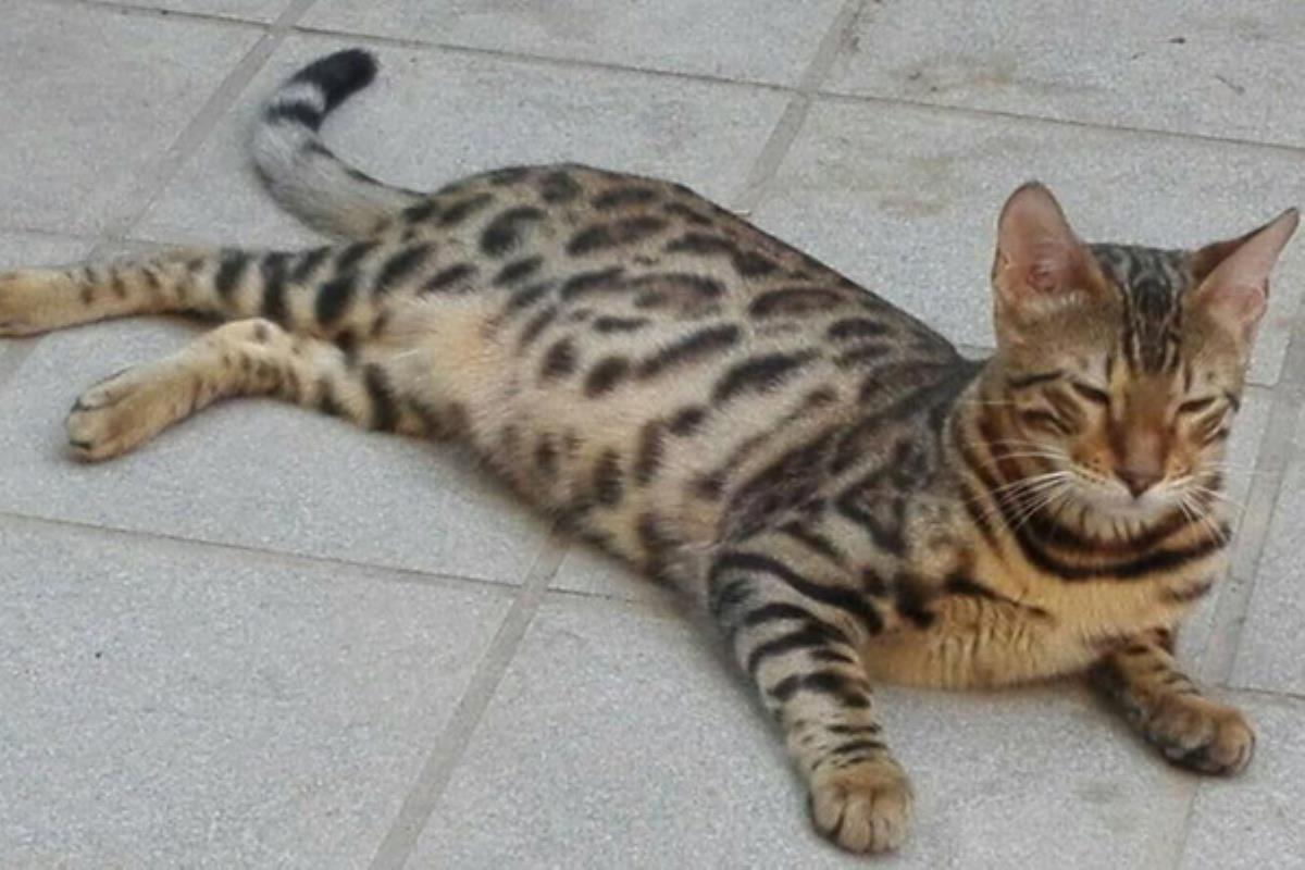 Se ha perdido, esta tarde, en Illescas (Toledo)